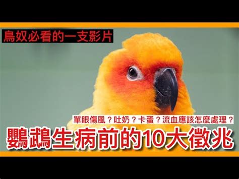 小鳥死掉怎麼處理|【小鳥死了怎麼辦】小鳥死了怎麼辦？不可不知的完整處理指南